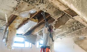 Best Mold Damage Restoration  in Mauston, WI